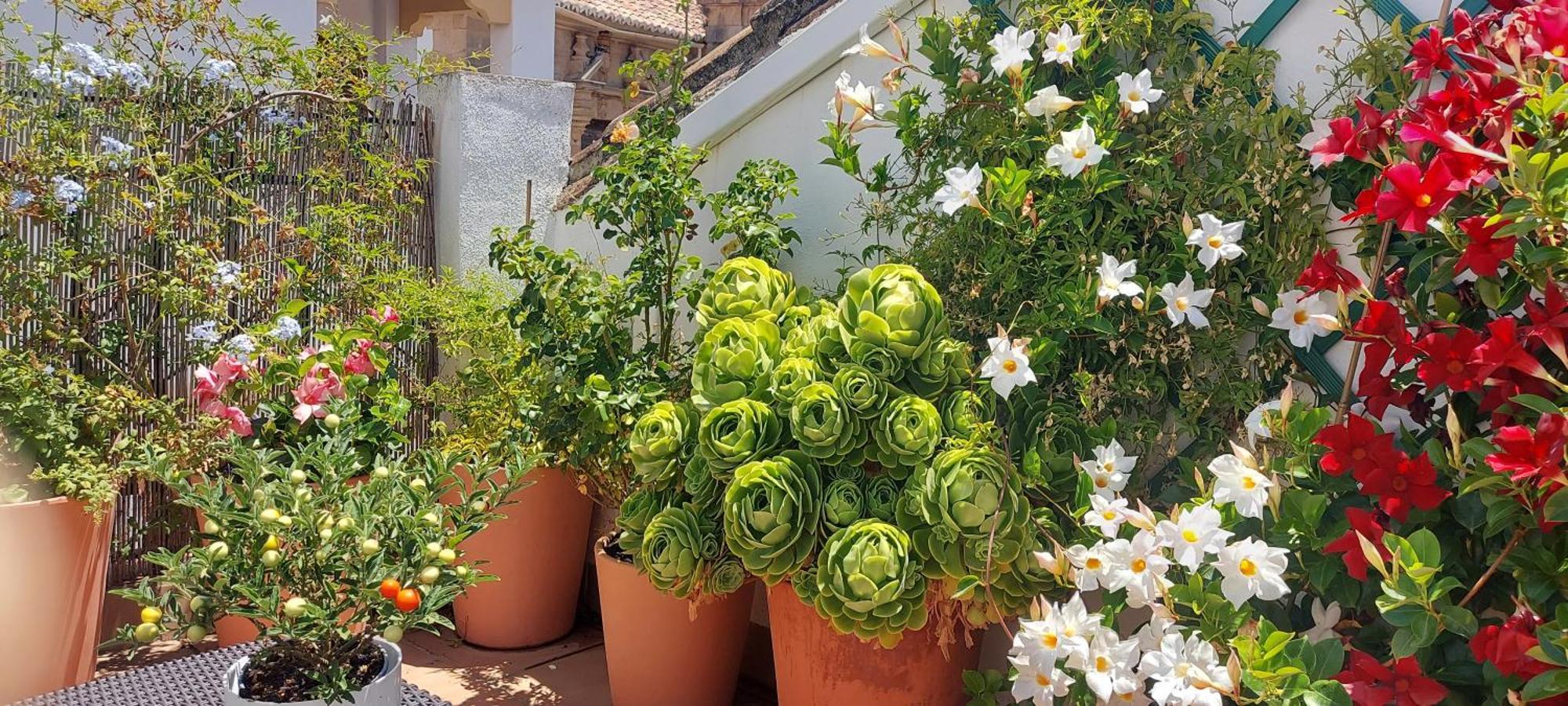 Apartamentos Los Descalzos Angel With Private Terrace Free Parking Ronda Dış mekan fotoğraf